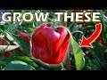 How to Grow Bell Peppers From Seed Indoors - DO THIS for SUCCESS