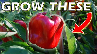 Top 7 When to plant bell pepper seeds