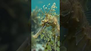 Leafy Sea Dragon | subscribe for more.#funny #seadragonnest #sea #seahorse