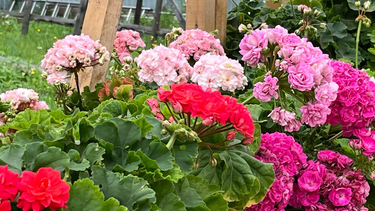 Небольшой обзор моих цветущих пеларгоний под навесом. 7.08.24 Ссылка на Дзен в описании 👇