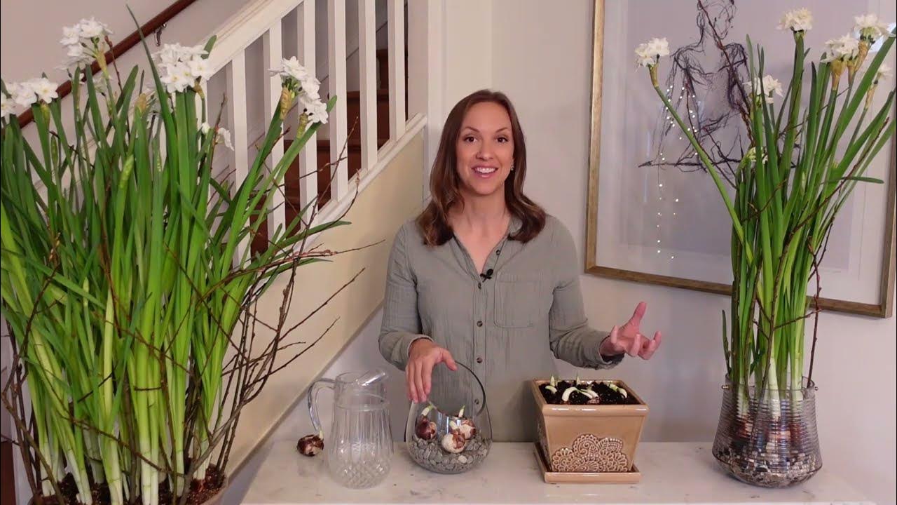 How to Plant Paperwhites in Soil and Water + How to Prevent Paperwhites