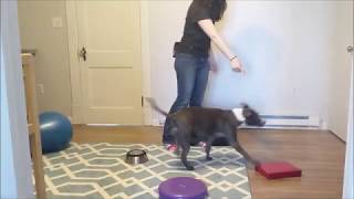 Virtual Trick Challenge #2: Paws Up by SUPERNOVA DOGS 146 views 4 years ago 5 minutes, 13 seconds