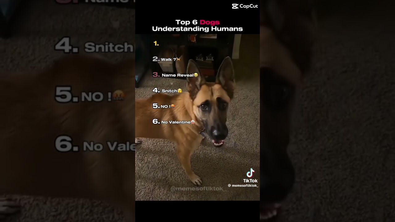 Top 6 Dogs That Understand English