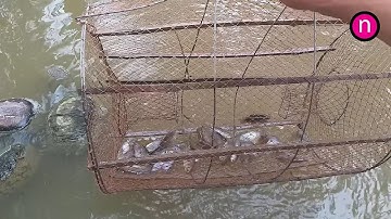 Đặt lờ bắt cá sặc làm món cá sặc chiên giòn