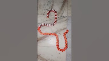 Asmr | Domino Effect Taking Over The Internet #550