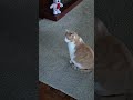 Orange cat activity?