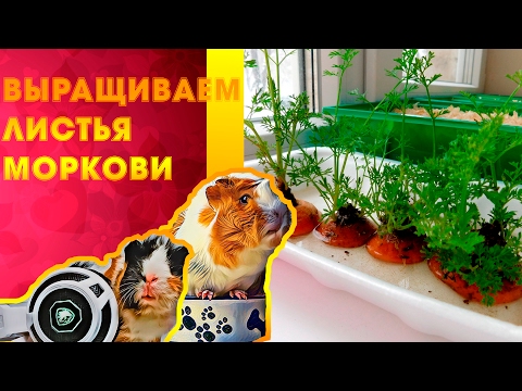 Выращиваем морковные листья/ПИТАНИЕ МОРСКИХ СВИНОК #3