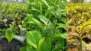Tea garden red sprider (red mite ) 