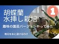 【水挿し胡蝶蘭】趣味の園芸を見てからやってみた/株元を水に浸ける理由も講師杉山さんに聞けました