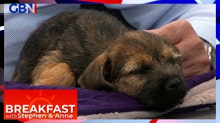 International Dog Day: Stephen and Anne are joined by Border Terrier Robin!