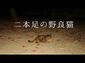 【保護猫】二本足の新入り猫