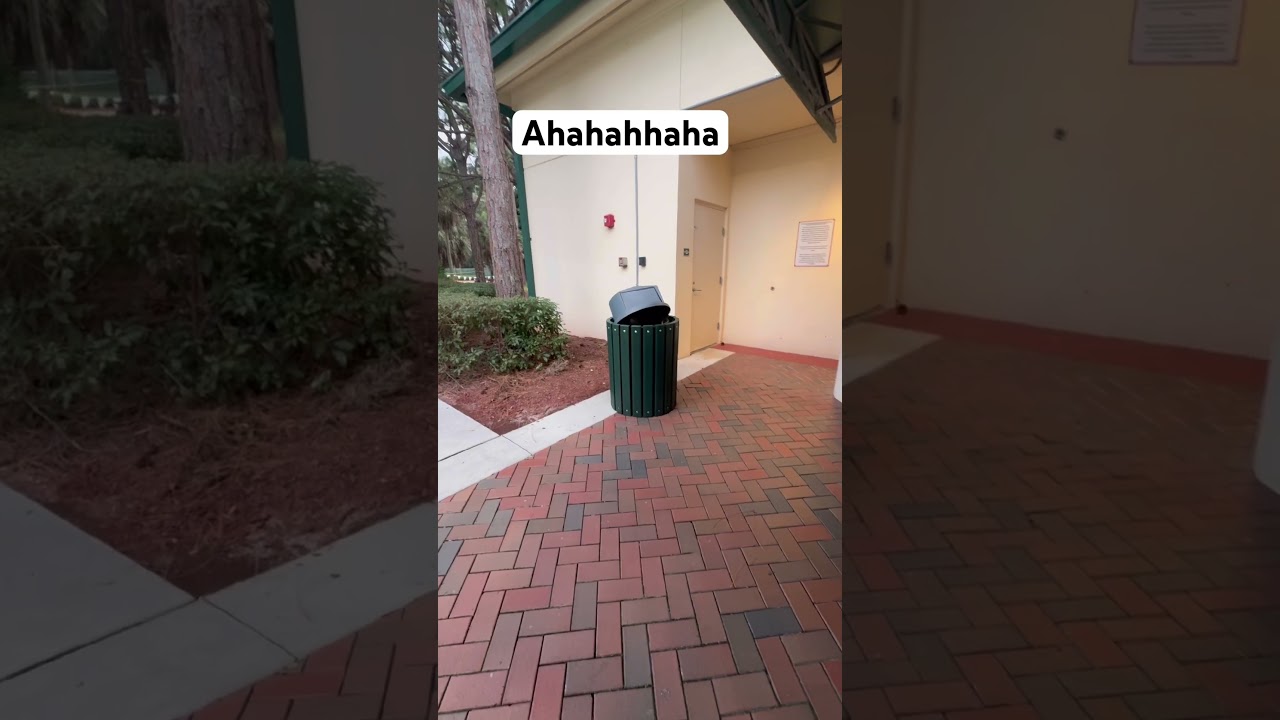 Кто бы мог подумать, что еноты роются в мусорных баках? 