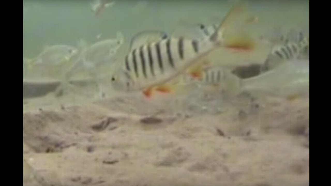 Мушки подо льдом