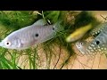 Guppies & Guarami