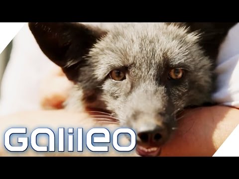 Video: Fuchs Zu Hause: Tiergehege