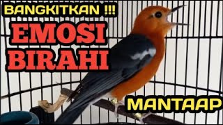 GAK PAKE LAMA ANIS MERAH DIAM SEKETIKA RESPON DAN EMOSI LANGSUNG NYAUT