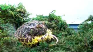 Pacman Frog Eats Mouse Almost Completely In 4 Seconds.