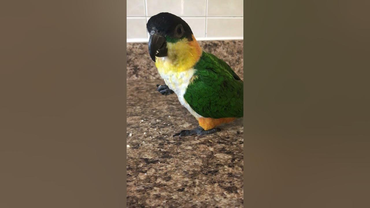 Kiwi’s morning treat! #parrot