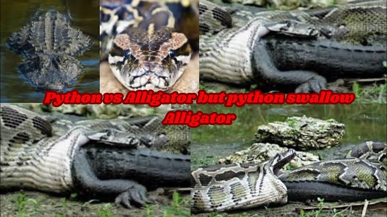 Python vs Alligator but Python swallow Alligator🐍🐊🐍🐊🐍🐊🐍🐊🐍🐊🐍🐊🐍🐊🐍 - YouTube