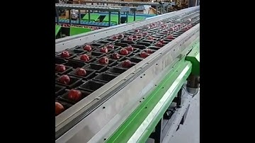 4 Lane Apple Colour Sorting Machine In Rohru - 99920-99970