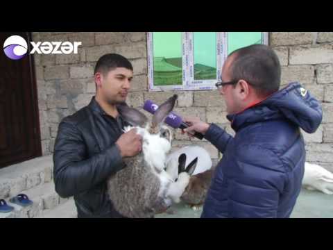 Bakıda 500 manata dovşan satılır