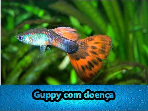 Vídeo: Qual é A Aparência De Um Guppy?