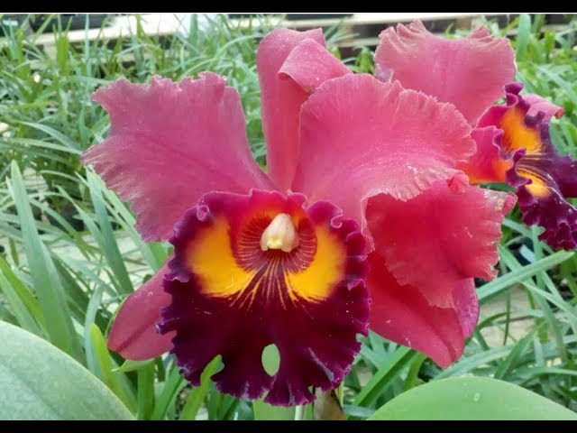 Orquídea Cattleya Blc Miriam Suzuki Especial - thptnganamst.edu.vn