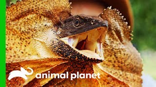 Frilled Dragon Shows Off Its Impressive Defense Mechanisms | Coyote Peterson: Brave The Wild