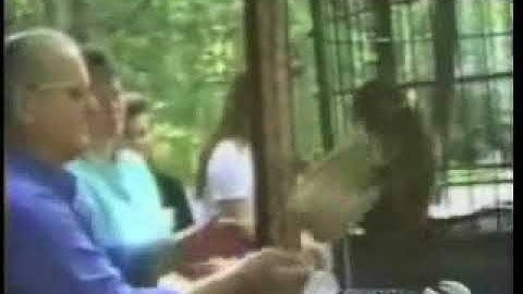 Animals Steal from www metacafe com 2