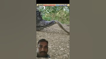 cobra vs snake #shortvideo #commando #ytstudio #army
