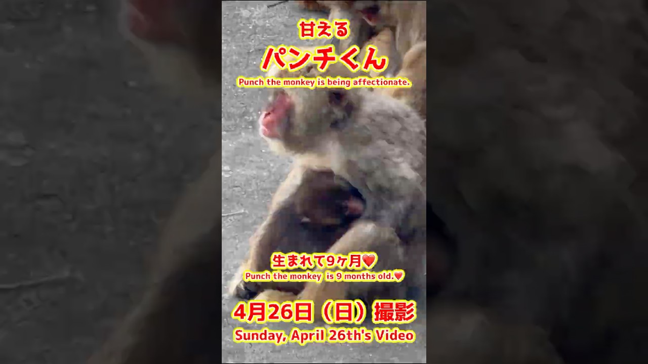 パンチくん【2026年4月26日撮影】甘えるパンチくん #がんばれパンチ #punch #HangInTherePunch #市川市動植物園【Punch the monkey】N03