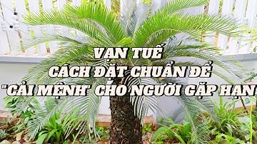 CÂY VẠN TUẾ PHONG THỦY: ĐẶT Ở ĐÂU ĐỂ CẢI MỆNH? BÍ QUYẾT HÓA GIẢI VẬN HẠN ÍT AI BIẾT