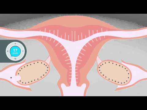 Vidéo: D'où viennent les utérus ?