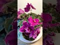 RS-Tsyganka Aza / РС-Цыганка Аза (S. Repkina) #grayturtleviolets #africanviolets #shorts