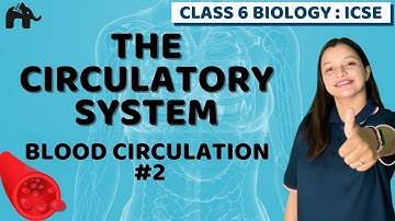Circulatory System  Class 6 ICSE Biology | Selina Chapter 6 | Blood Circulation #2