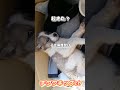 子犬を保護翌日病院へ#shorts