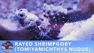 Download Lagu Rayed Shrimpgoby (Tomiyamichthys nudus) Download Lagu Rayed Shrimpgoby (Tomiyamichthys nudus)