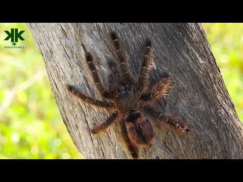 Video: Tarantula örümcek Türleri: Hayvan Dünyasını öğretmek