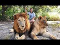 The Lion Walk at Fathala Wildlife Reserve, Senegal