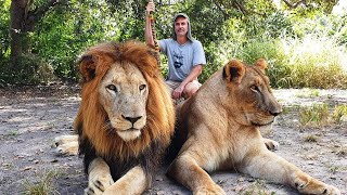 The Lion Walk at Fathala Wildlife Reserve, Senegal