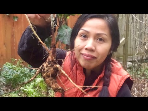 Video: Scarlet Runner Beans – millal saan istutada punakaspunase uba