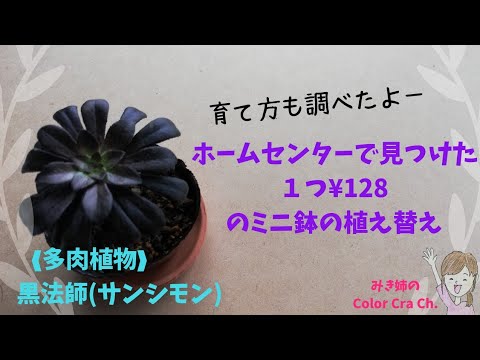 多肉植物 黒法師 サンシモン ホームセンターで見つけた１つ 128のミニ鉢の植え替え Succulent Plant Aeonium Colorful Craft Youtube