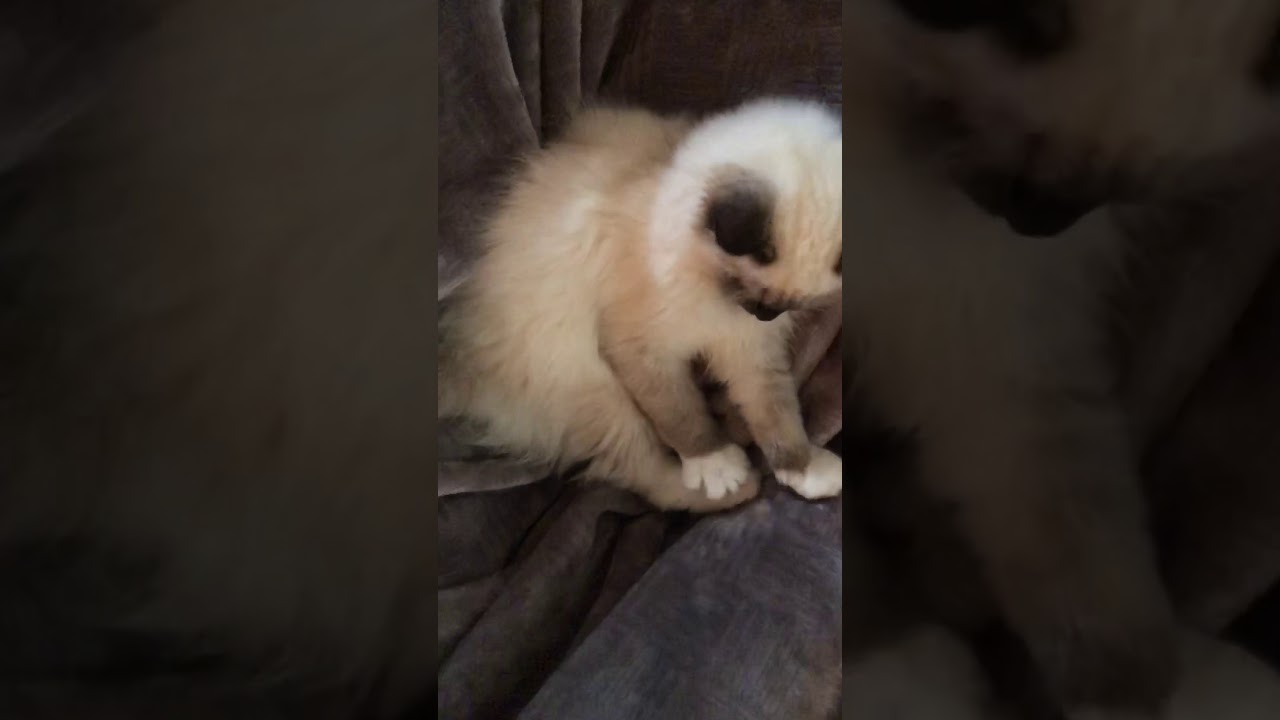 Cuddly ragdoll kitten YouTube