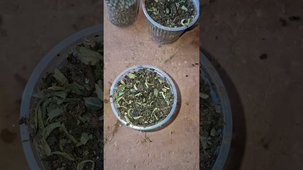 Como germinar cannabis e como cultivar no outdoor minha cannabis com as melhores técnicas
