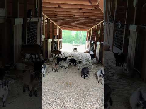What you looking at? #goat #animals #cute #farmlife