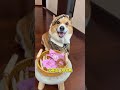 Dog Dissing my mom online #Take a pet to boost your courage#Corgi New Year s Eve