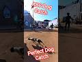 Gojo Running Dog Catch #running #dog #dogwithpublicsafety #shorts #pets #catch