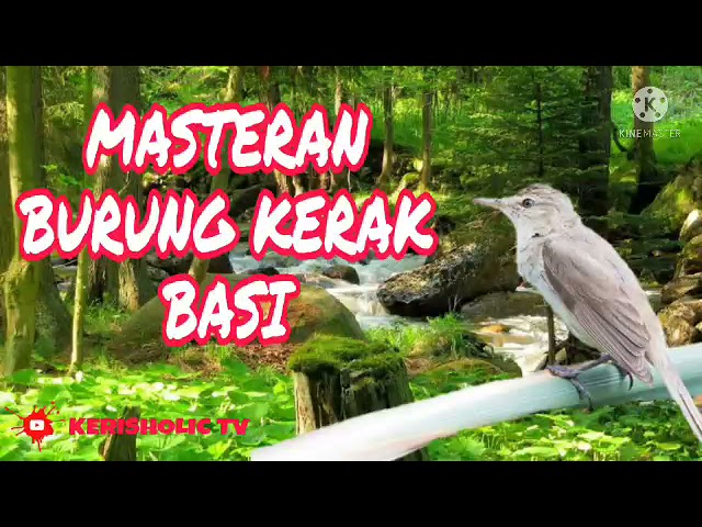 MASTERAN BURUNG KERAK BASI JERNIH GEMERICIK AIR class=