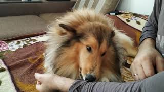 Rough Collie Jessie bites me on the couch (only collie does this) , playing and looking something