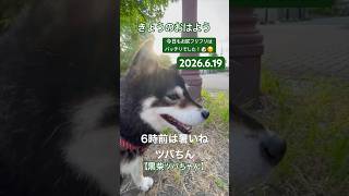 【今日のおはよう】拒否柴全開!🐶☺️ #shorts #柴犬 #黒柴 #散歩